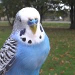 Muhabbet Kuşu İsimleri