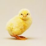 Civcivler Hakkında Genel Bilgiler