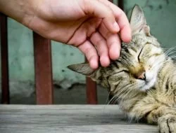 Kedi Korkusu