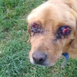 Tokat'ın Pazar İlçesinde 'Golden' Cinsi Bir Köpek İki Gözü Oyulmuş Halde Bulundu