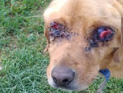 Tokat'ın Pazar İlçesinde 'Golden' Cinsi Bir Köpek İki Gözü Oyulmuş Halde Bulundu
