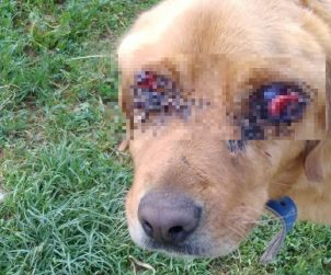 Tokat'ın Pazar İlçesinde 'Golden' Cinsi Bir Köpek İki Gözü Oyulmuş Halde Bulundu