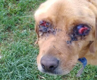 Tokat'ın Pazar İlçesinde 'Golden' Cinsi Bir Köpek İki Gözü Oyulmuş Halde Bulundu