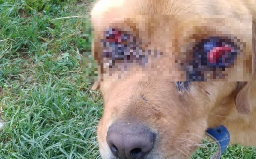 Tokat'ın Pazar İlçesinde 'Golden' Cinsi Bir Köpek İki Gözü Oyulmuş Halde Bulundu