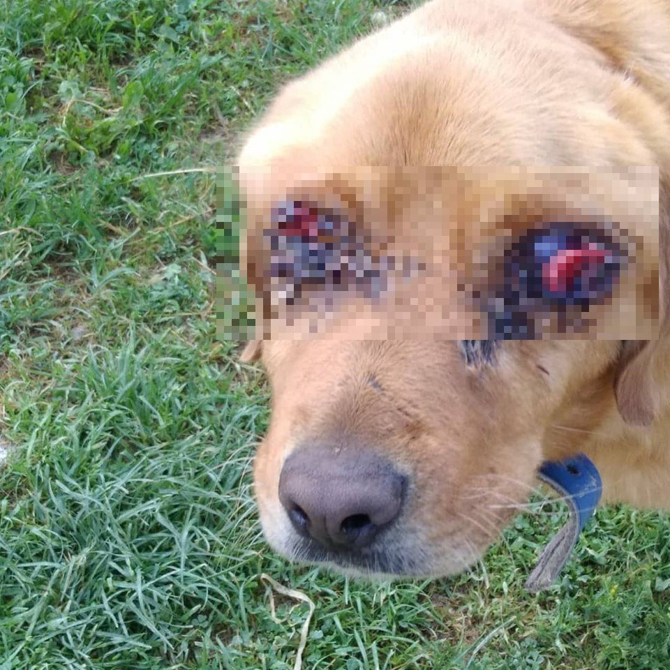 Golden Cinsi Bir Köpek İki Gözü Oyulmuş Halde Bulundu