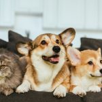 Koronavirüsü Hayvanlarda İnsanlara Geçer mi?