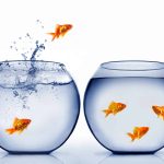 Balıklar Akvaryumdan Neden Atlar?