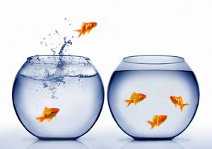 Balıklar Akvaryumdan Neden Atlar?