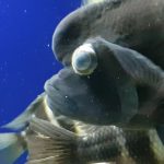 Balıklarda Göz Fırlaması