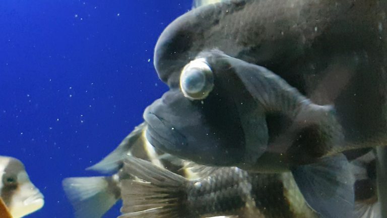 Balıklarda Göz Fırlaması