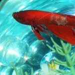 Balıklarda Kadife Hastalığı