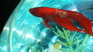 Balıklarda Kadife Hastalığı