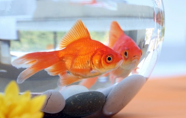 Balıklarda Mantar Hastalığı