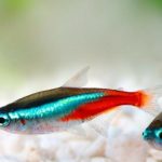 Balıklarda Neon Tetra Hastalığı