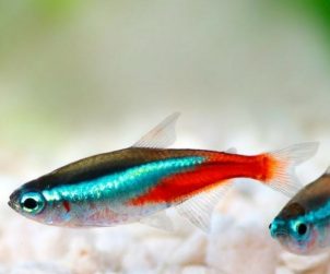 Balıklarda Neon Tetra Hastalığı