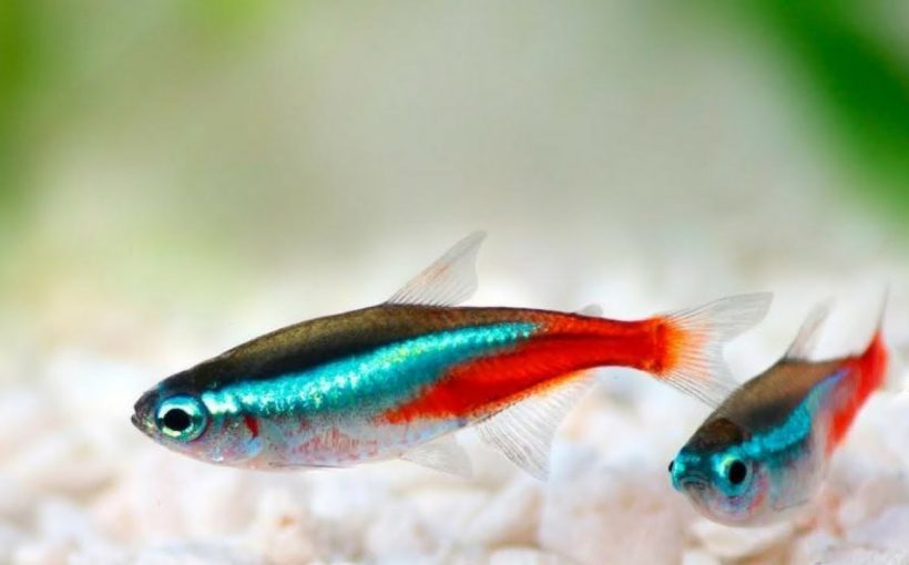 Balıklarda Neon Tetra Hastalığı