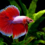 Canlı Akvaryum Yemi