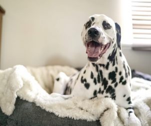 Evdeki Malzemelerle Nasıl Köpek Yatağı Yapılır?