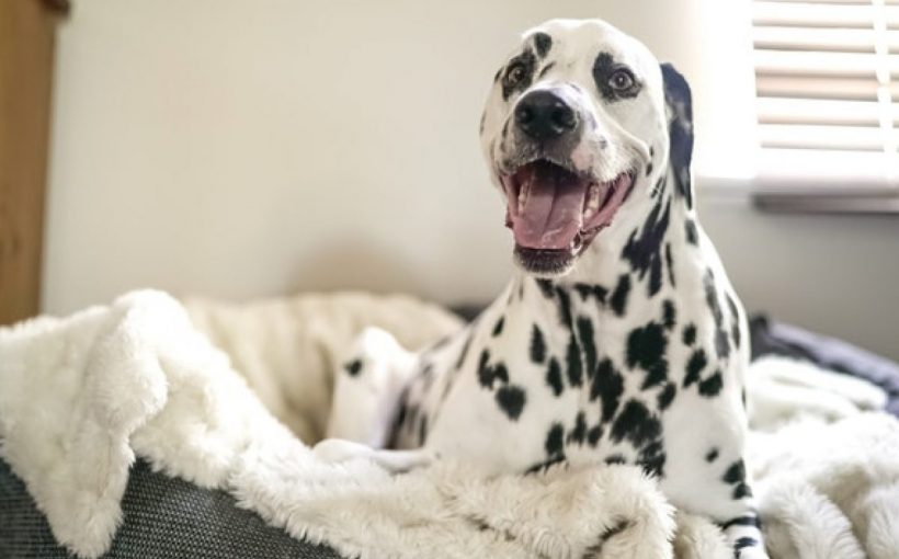 Evdeki Malzemelerle Nasıl Köpek Yatağı Yapılır?