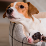 Hamile Köpekler için Vitaminler