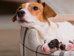 Hamile Köpekler için Vitaminler