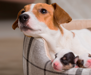 Hamile Köpekler için Vitaminler