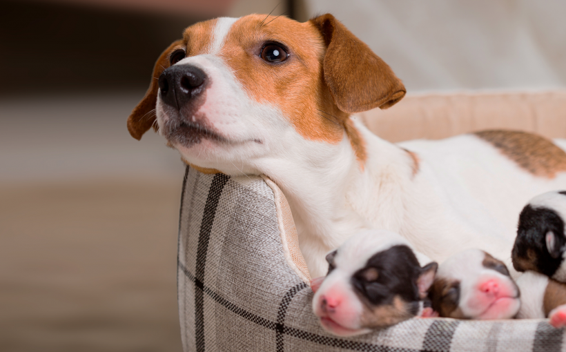 Hamile Köpekler için Vitaminler