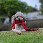 Köpek Yatağı Nasıl Olmalı