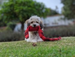 Köpek Yatağı Nasıl Olmalı