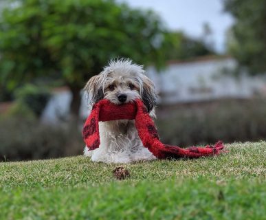 Köpek Yatağı Nasıl Olmalı