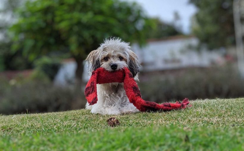 Köpek Yatağı Nasıl Olmalı