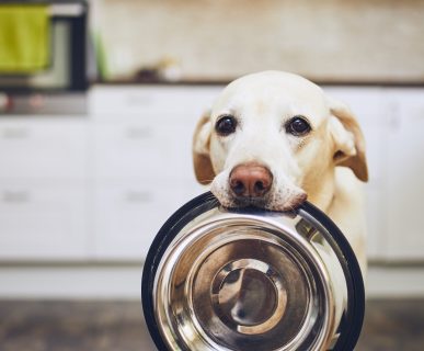 Köpekler için Ek Besinler