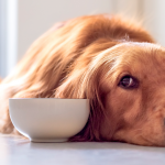 Köpeğiniz için Kilo Aldırıcı Vitaminler