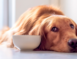 Köpeğiniz için Kilo Aldırıcı Vitaminler