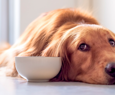 Köpeğiniz için Kilo Aldırıcı Vitaminler