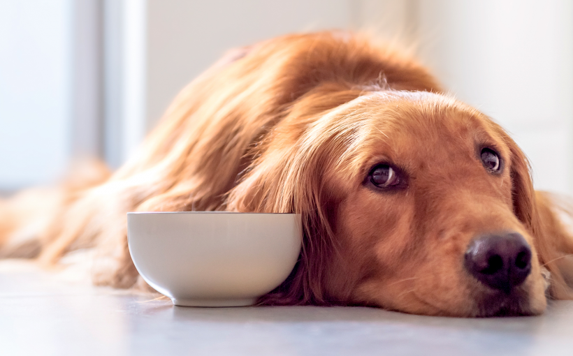 Köpeğiniz için Kilo Aldırıcı Vitaminler