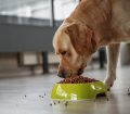 D Vitamini Eksikliğinin Köpekler Üzerindeki Etkisi