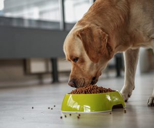 D Vitamini Eksikliğinin Köpekler Üzerindeki Etkisi