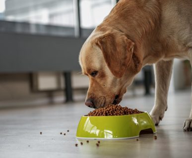 D Vitamini Eksikliğinin Köpekler Üzerindeki Etkisi