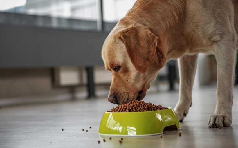 D Vitamini Eksikliğinin Köpekler Üzerindeki Etkisi