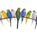 Muhabbet Kuşu için Tünek Önerileri