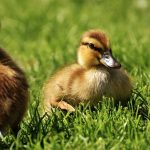 Ördek Bakımı ve Dikkat Etmeniz Gerekenler