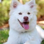 Sağlıklı Köpek Tüyleri için Vitamin