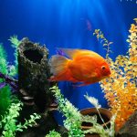 Balıklarda Sümüklü Deri Hastalığı