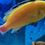 Balıklarda Yüzgeç Erimesi