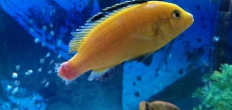 Balıklarda Yüzgeç Erimesi