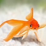 Japon Balığı Bakımında Yapılan Hatalar