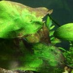 Akvaryum Yosun Temizleme