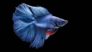 Popüler Akvaryum Balıkları