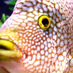 Popüler Ciklet Türleri & Çeşitleri